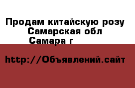 Продам китайскую розу - Самарская обл., Самара г.  »    